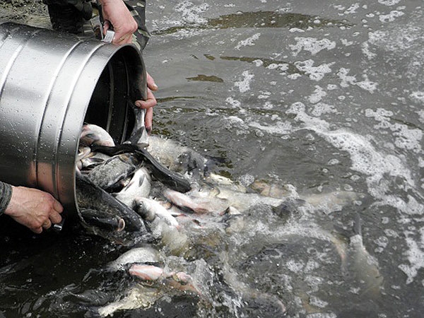 Более 4 300 рыбы выпустили в Ириклинское водохранилище